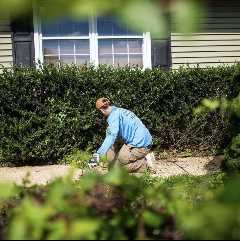 hedge-trim